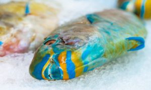 LA ARENA BLANCA EN R.D. ES: ¡CACA DE PECES! | El curioso origen de la arena de Bahía de las Águilas