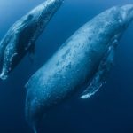 Por qué las BALLENAS JOROBADAS 🐋 podrían DEJAR DE VENIR a Samaná, RD