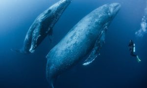 Por qué las BALLENAS JOROBADAS 🐋 podrían DEJAR DE VENIR a Samaná, RD